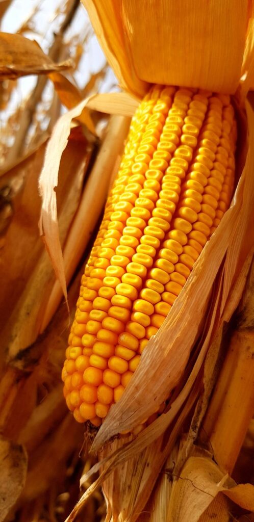 close up of corn