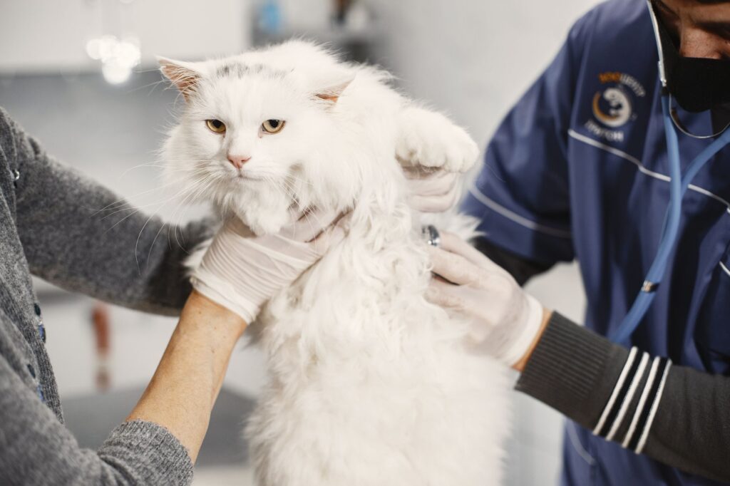 cat at the veterinarian