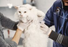 Norma muda o Código Penal e exercício ilegal da medicina veterinária agora é considerado crime cat at the veterinarian