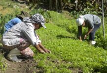 Renegociação das dívidas rurais mobiliza Congresso e setor produtivo para garantir produção de alimentos e estabilidade econômica
