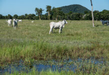 Nova resolução estabelece regras para áreas úmidas e amplia segurança jurídica aos produtores rurais em Mato Grosso