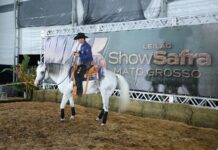 Leilões, genética e inovação fazem do Show Safra Pecuária um polo de negócios