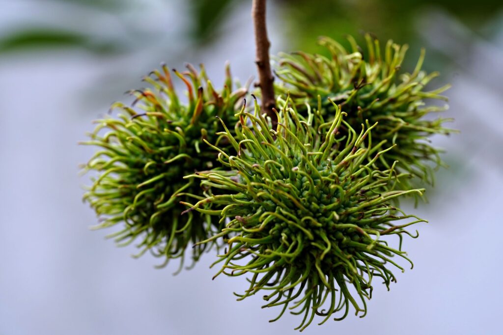 close up of unripe rambutan fruit on tree