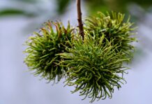 close up of unripe rambutan fruit on tree