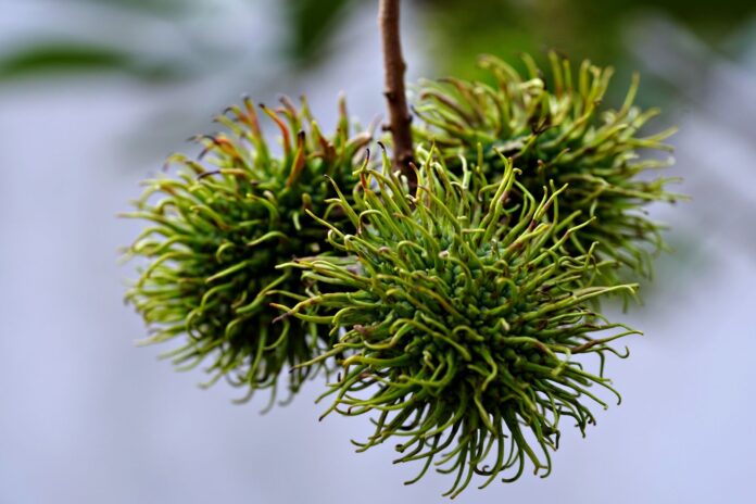 pexels-photo-35277321 close up of unripe rambutan fruit on tree