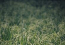 Brasil vai produzir menos arroz na safra atual; tombo estimado é de mais de 10% close up shot of grasses