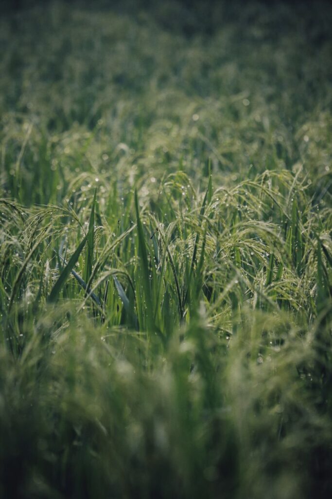 close up shot of grasses